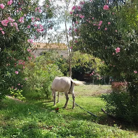 Holiday home Ferme Du Clos 4p Calvi (Corsica)